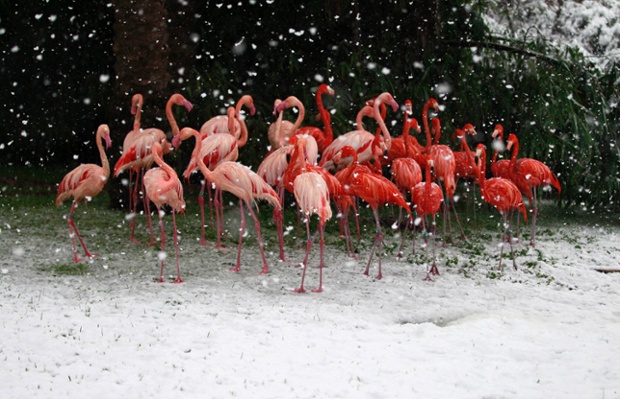 Flamingos stand in their enclosure during snowfall in Jerusalem's Biblical Zoo.