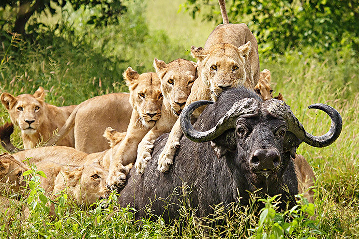 TPOTY: Lionesses hunting, chief's island, Okavango Delta, Botswana