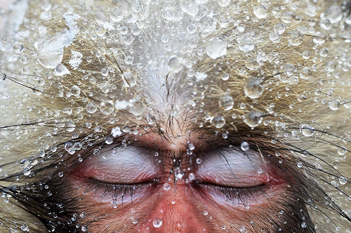 TPOTY: Japanese macaque, Nagano Prefecture, Japan