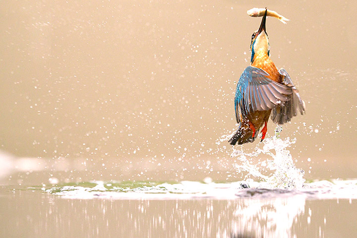 http://static.guim.co.uk/sys-images/Guardian/Pix/pictures/2013/12/17/1387287354074/Kingfisher-Worcestershire-004.jpg