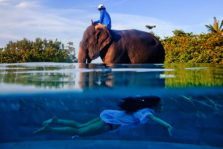 TPOTY: elephant and swimmer, Phuket, Thailand