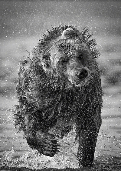 TPOTY: Bear, Kurile Lake, Kamchatka, Russia