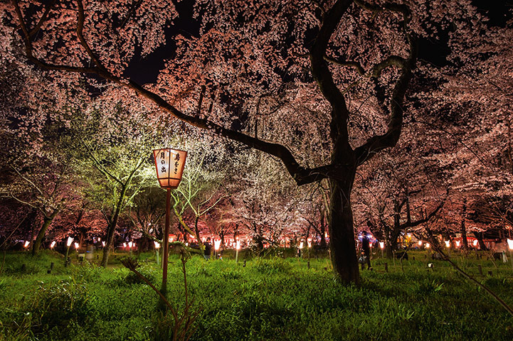 Best Nat Geo: Cherry Blossoms