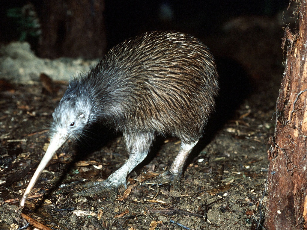 Kiwi Bird Could Have Australian Roots Says Expert After Fossil