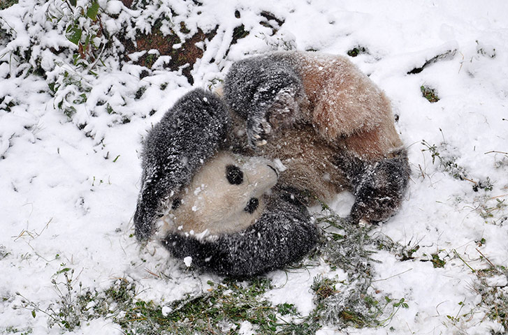 http://static.guim.co.uk/sys-images/Guardian/Pix/pictures/2013/12/19/1387477940781/Panda-playing-in-snowy-en-008.jpg