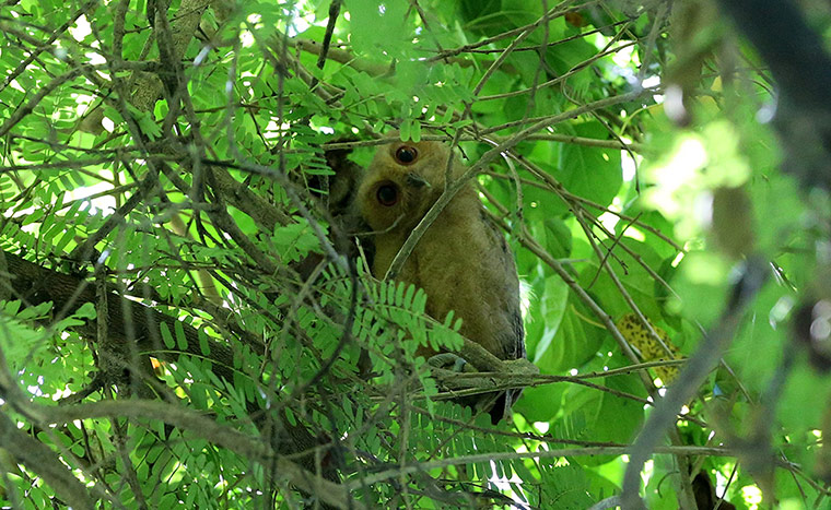 http://static.guim.co.uk/sys-images/Guardian/Pix/pictures/2013/12/19/1387479607646/Philippines-Scops-Owls-001.jpg