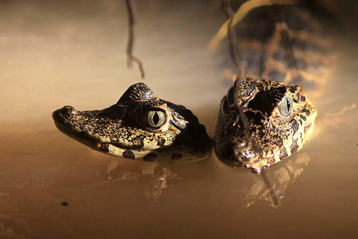 http://static.guim.co.uk/sys-images/Guardian/Pix/pictures/2013/12/20/1387538975385/Two-little-crocodiles-are-009.jpg