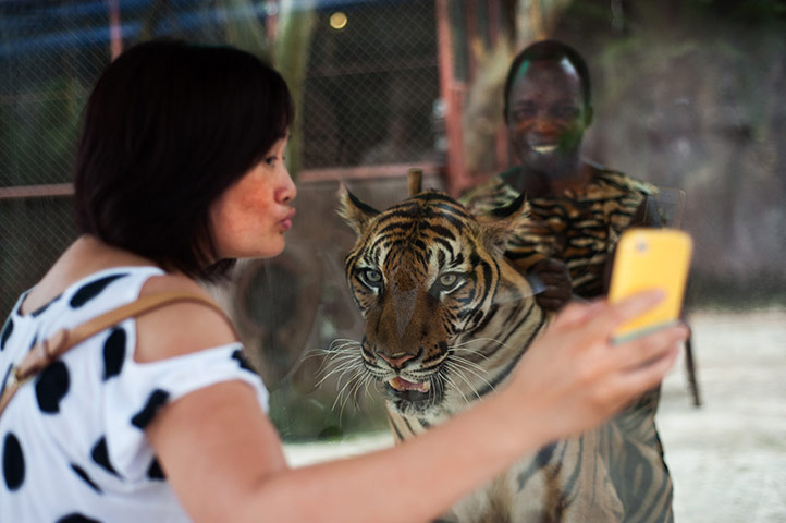 Chinese tourists: Taking a selfie at Sriracha zoo in Pattaya