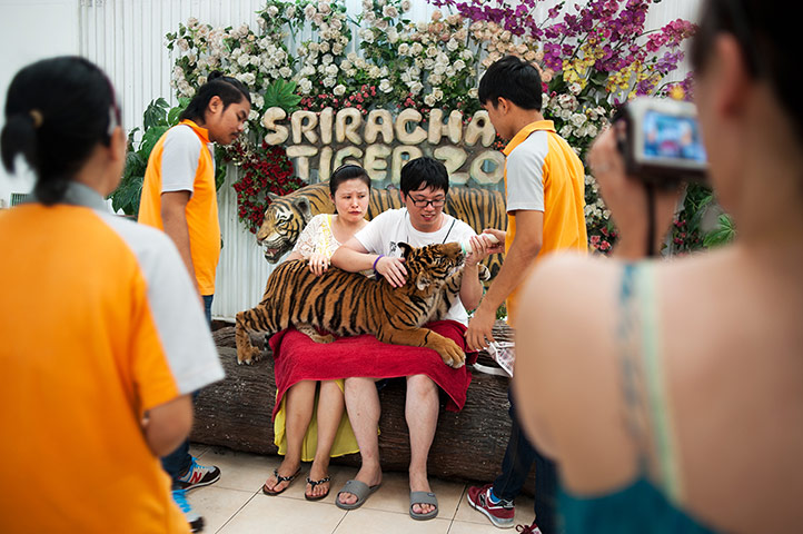 Chinese tourists: A young couple wait for a tiger cub to settle for a picture