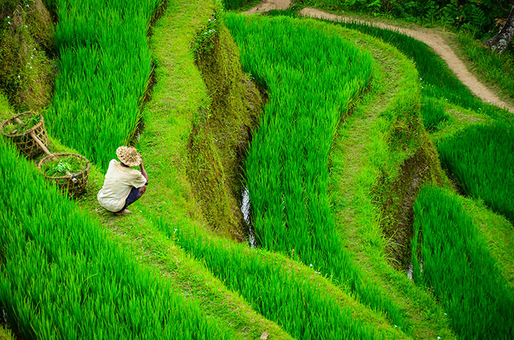 Readers' photos: colour: Rice field, Bali