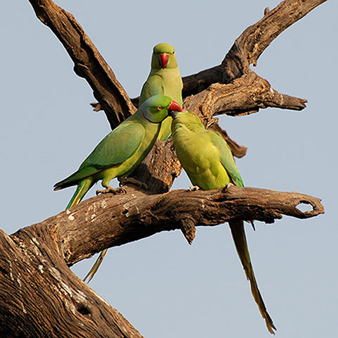 readersgallery: Bharatpur Bird Sanctuary, Rajasthan, India