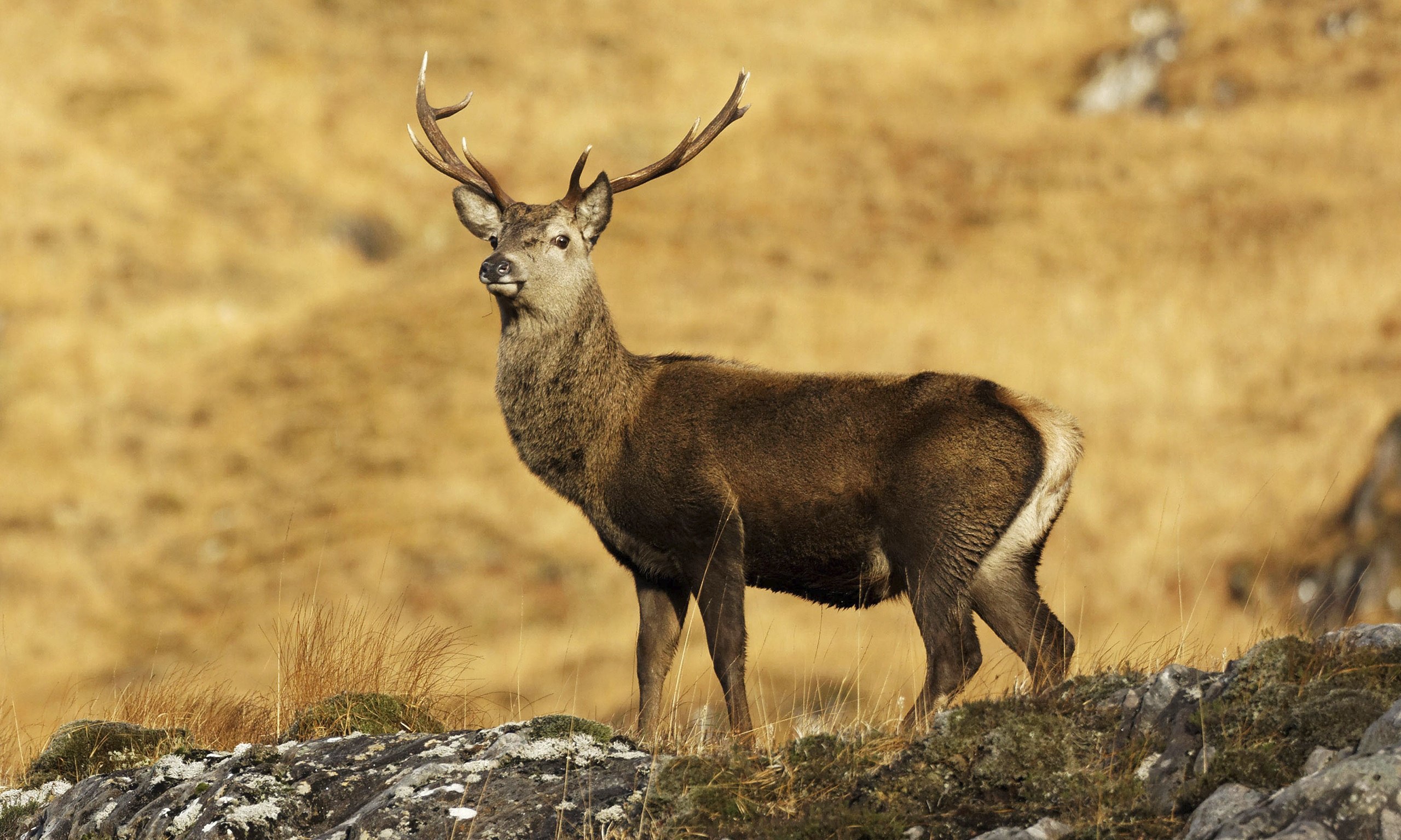 Олене бык. Благородный олень (Cervus elaphus). Благородный олень Австрия. Шотландия благородный олень. Виски благородный олень.