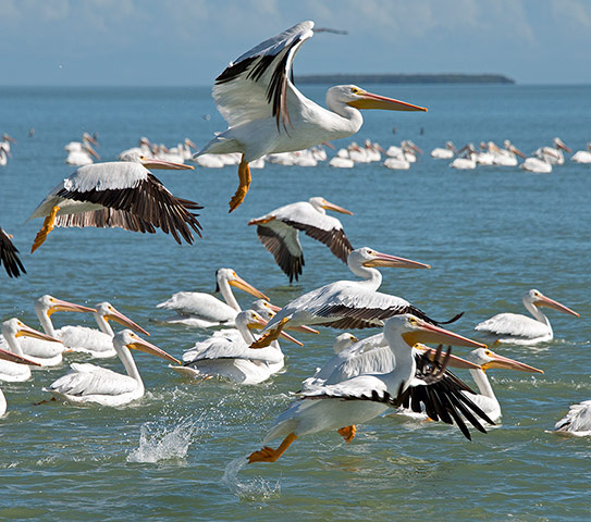 http://static.guim.co.uk/sys-images/Guardian/Pix/pictures/2013/12/5/1386270495942/American-white-pelicans-t-006.jpg