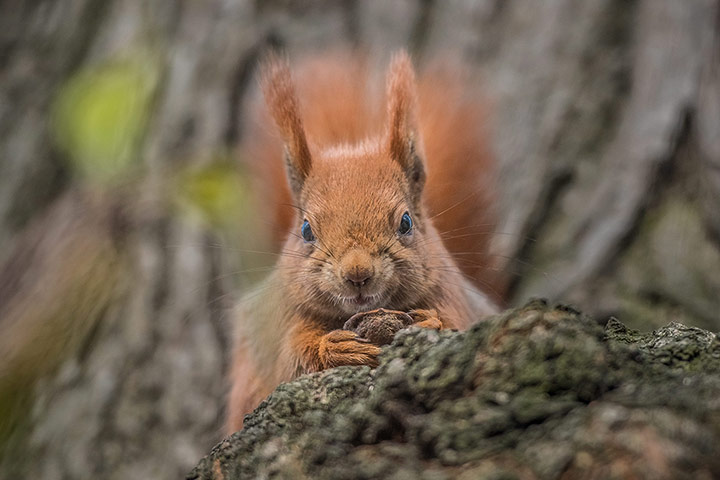 http://static.guim.co.uk/sys-images/Guardian/Pix/pictures/2013/12/5/1386270498409/Squirrel-with-nut-in-park-007.jpg