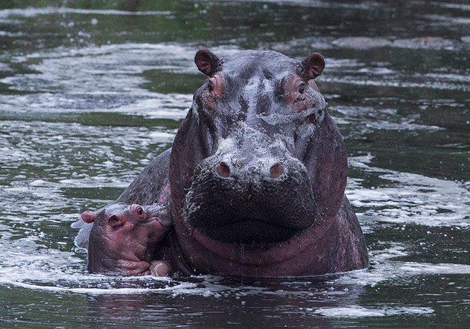 http://static.guim.co.uk/sys-images/Guardian/Pix/pictures/2013/12/5/1386270527480/A-baby-hippo-bobs-next-to-018.jpg