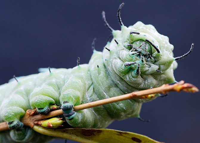 http://static.guim.co.uk/sys-images/Guardian/Pix/pictures/2013/2/1/1359731393905/The-caterpillar-of-an-Atl-005.jpg