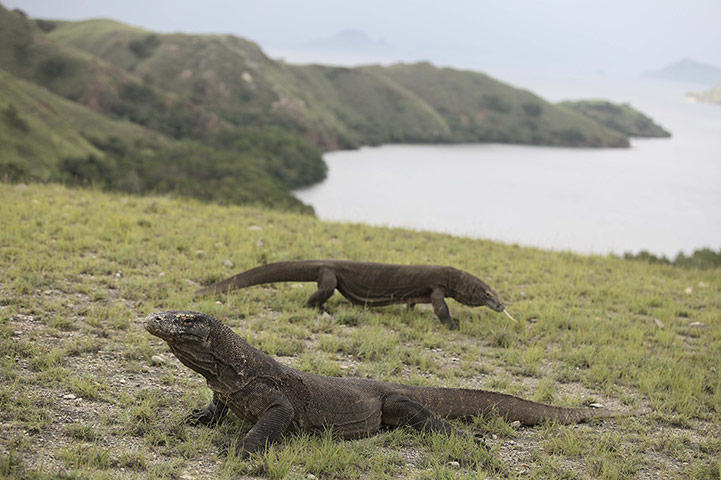 http://static.guim.co.uk/sys-images/Guardian/Pix/pictures/2013/2/1/1359731454508/The-Komodo-dragon-Varanus-015.jpg