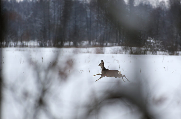 http://static.guim.co.uk/sys-images/Guardian/Pix/pictures/2013/2/1/1359731474922/A-deer-in-a-forest-in-Nal-022.jpg