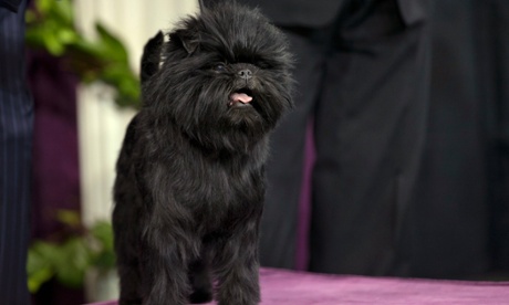 Banana Joe, Westminster dog show 2013