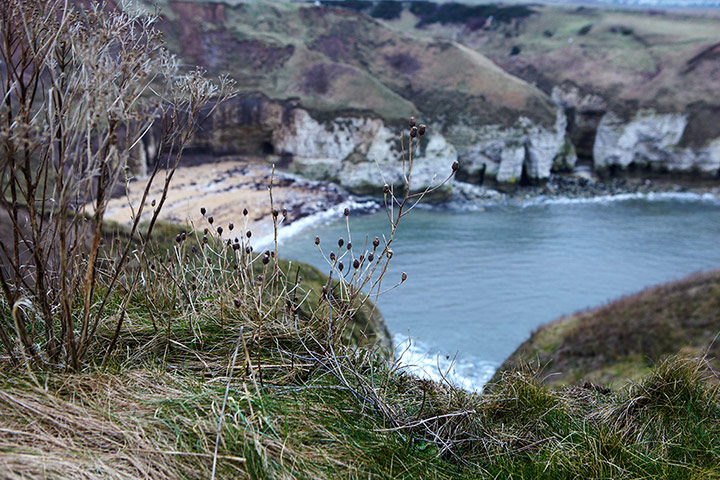 IsySuttieCoastal: The cliffs at Bempton in Yorkshire