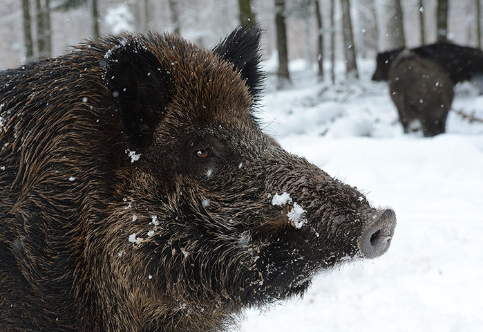 http://static.guim.co.uk/sys-images/Guardian/Pix/pictures/2013/2/15/1360937654164/Wild-boars-stand-in-the-s-002.jpg