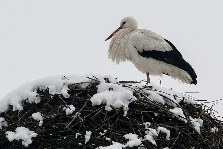 http://static.guim.co.uk/sys-images/Guardian/Pix/pictures/2013/2/15/1360937657338/A-stork-sits-on-his-snowy-003.jpg