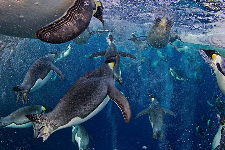 http://static.guim.co.uk/sys-images/Guardian/Pix/pictures/2013/2/15/1360937660763/Emperor-Penguins-004.jpg