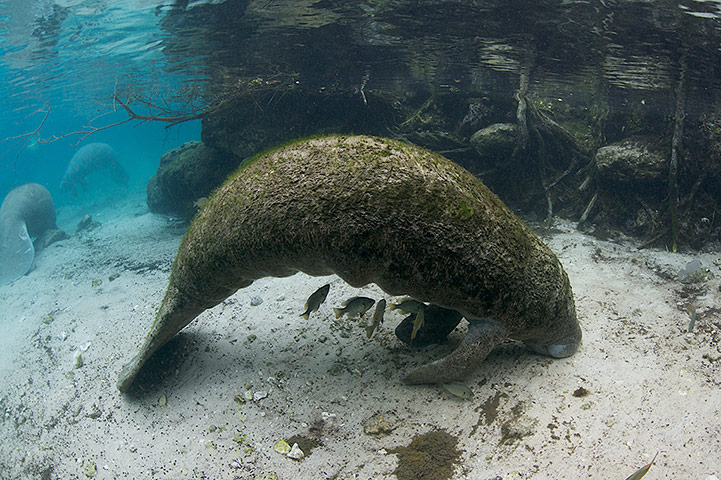 http://static.guim.co.uk/sys-images/Guardian/Pix/pictures/2013/2/15/1360937685148/Friendly-Manatees-Of-Crys-013.jpg