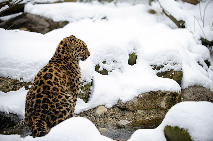 http://static.guim.co.uk/sys-images/Guardian/Pix/pictures/2013/2/15/1360938510758/An-Amur-leopard-sits-in-t-023.jpg