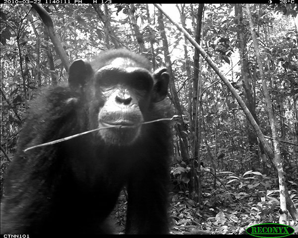 http://static.guim.co.uk/sys-images/Guardian/Pix/pictures/2013/2/15/1360938522093/Pan-troglodytes-in-Nouaba-027.jpg