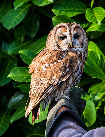 ChrisPackhamHampshire: An owl at the Hawk Conservancy Trust, Andover 