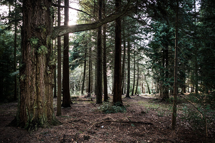 ChrisPackhamHampshire: Trees in the New Forst