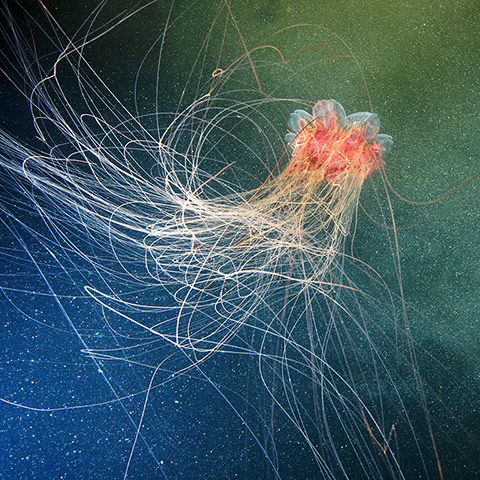 spectacular russian jellyfish of the white sea –