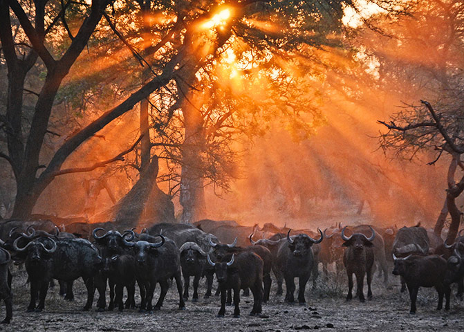 Feb BT gallery: water buffalo