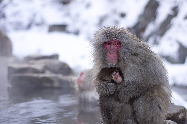 Feb BT gallery: Japanese macaques