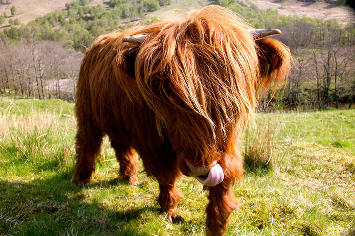 Feb BT gallery: Glen Nevis