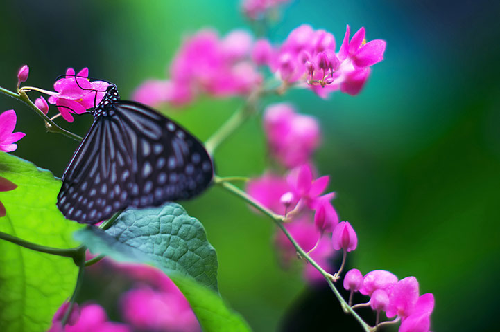 Feb BT gallery: Butterfly Park in Kuala Lumpur