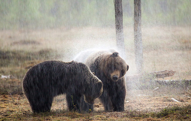 Feb BT gallery: brown bears