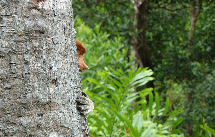 Feb BT gallery: young female proboscis monkey