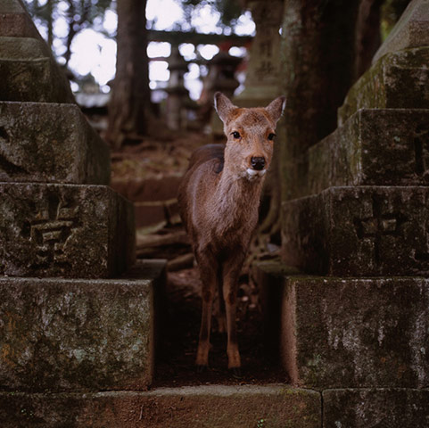 Feb BT gallery: Nara world heritage site, Japan