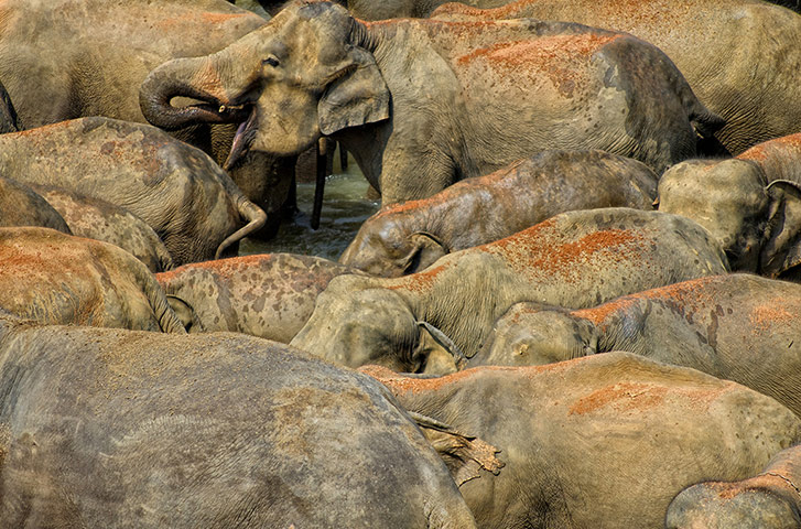 Feb BT gallery: Pinnawala Elephant Orphanage