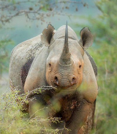 Feb BT gallery: Umfolozi national park