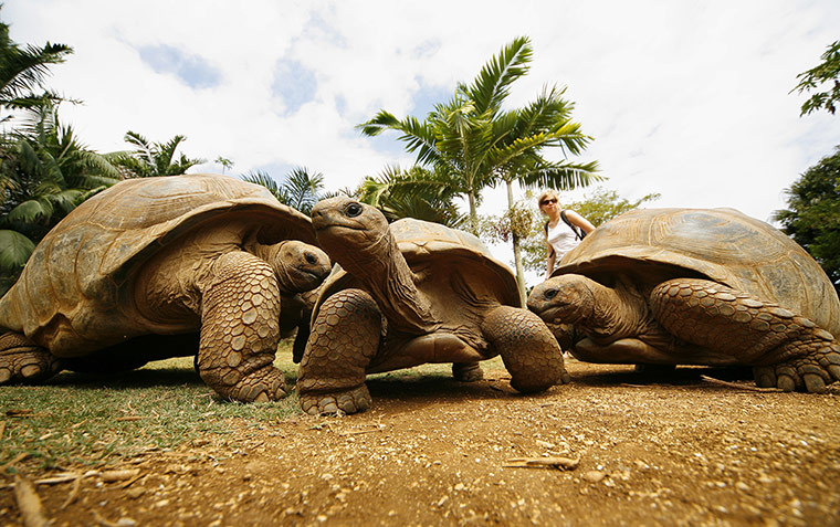 Feb BT gallery: giant tortoises