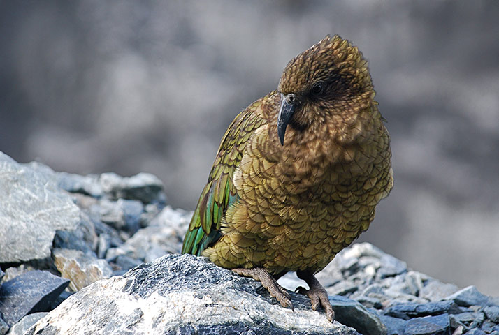 Feb BT gallery: Franz Josef glacier