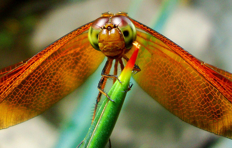 Feb BT gallery: ragonfly was taking a break on a plant in Yogyakarta, Indonesia