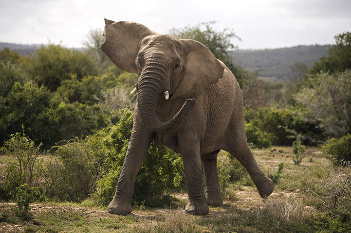 Feb BT gallery: Shamwari game reserve in South Africa