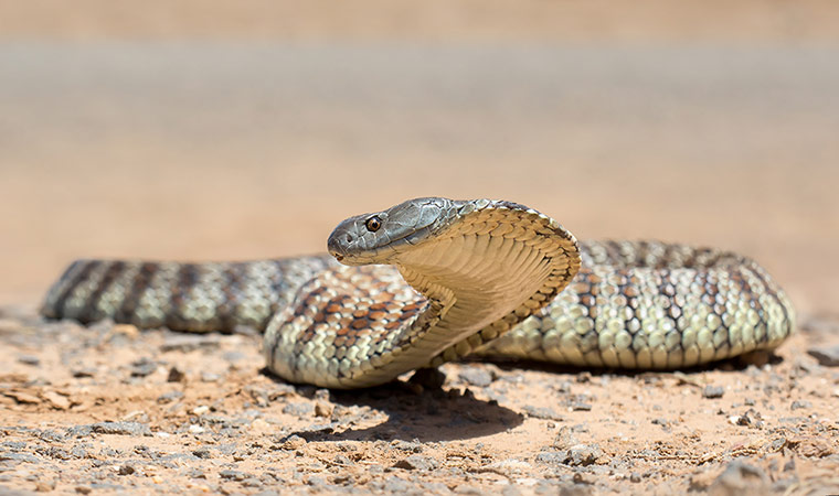 Feb BT gallery: tiger snake