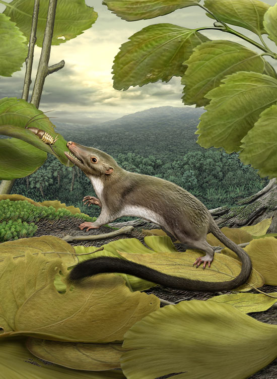 ancestor-of-humans-and-other-mammals-was-small-furry-insect-eater