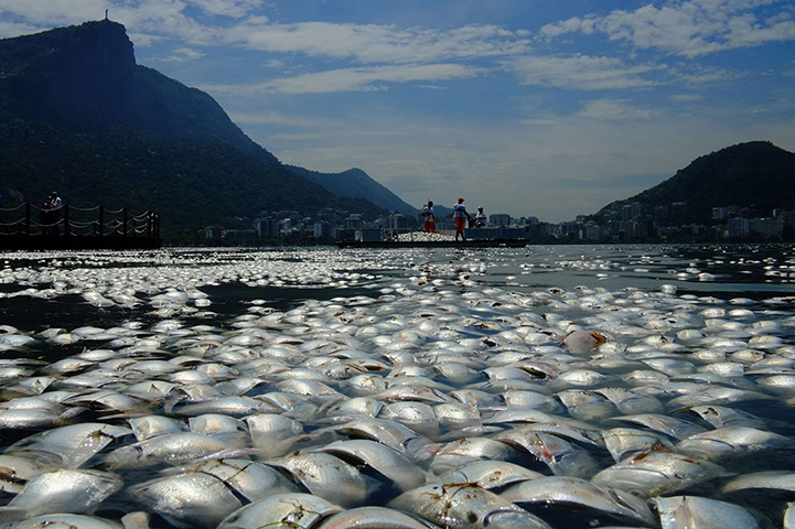 Os Peixes Mortos Na Lagoa Rodrigo De Freitas | GGN