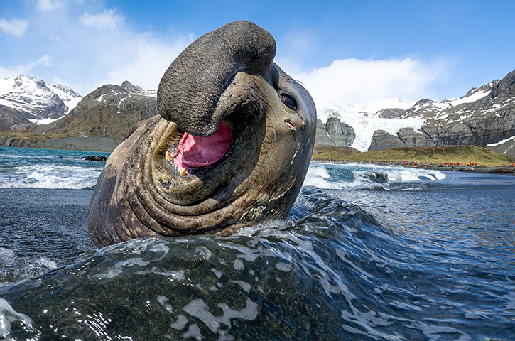 http://static.guim.co.uk/sys-images/Guardian/Pix/pictures/2013/3/8/1362752224341/Chuckling-Elephant-Seals-013.jpg